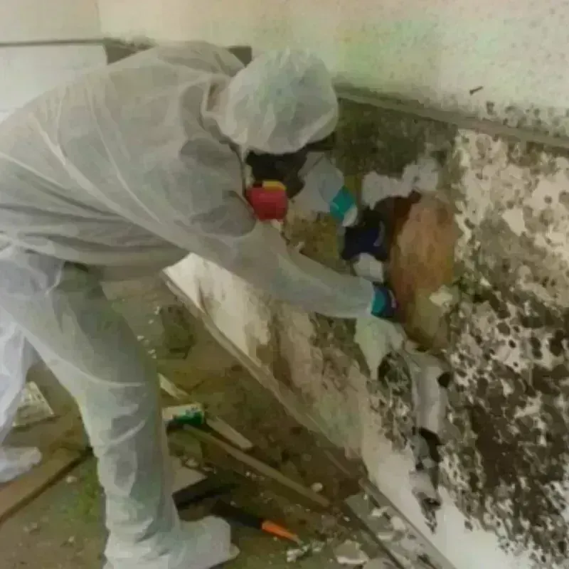 Mold Remediation and Removal in Geauga County, OH